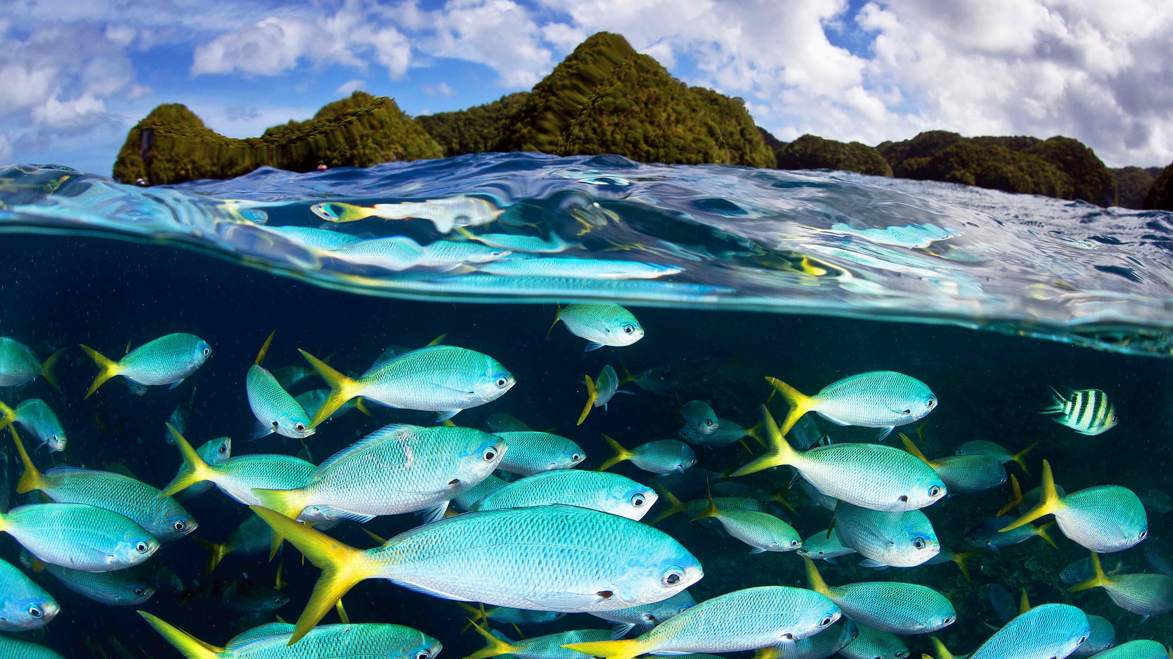 Ocean Life Desktop Hd Wallpaper - Economy Of Palau , HD Wallpaper & Backgrounds