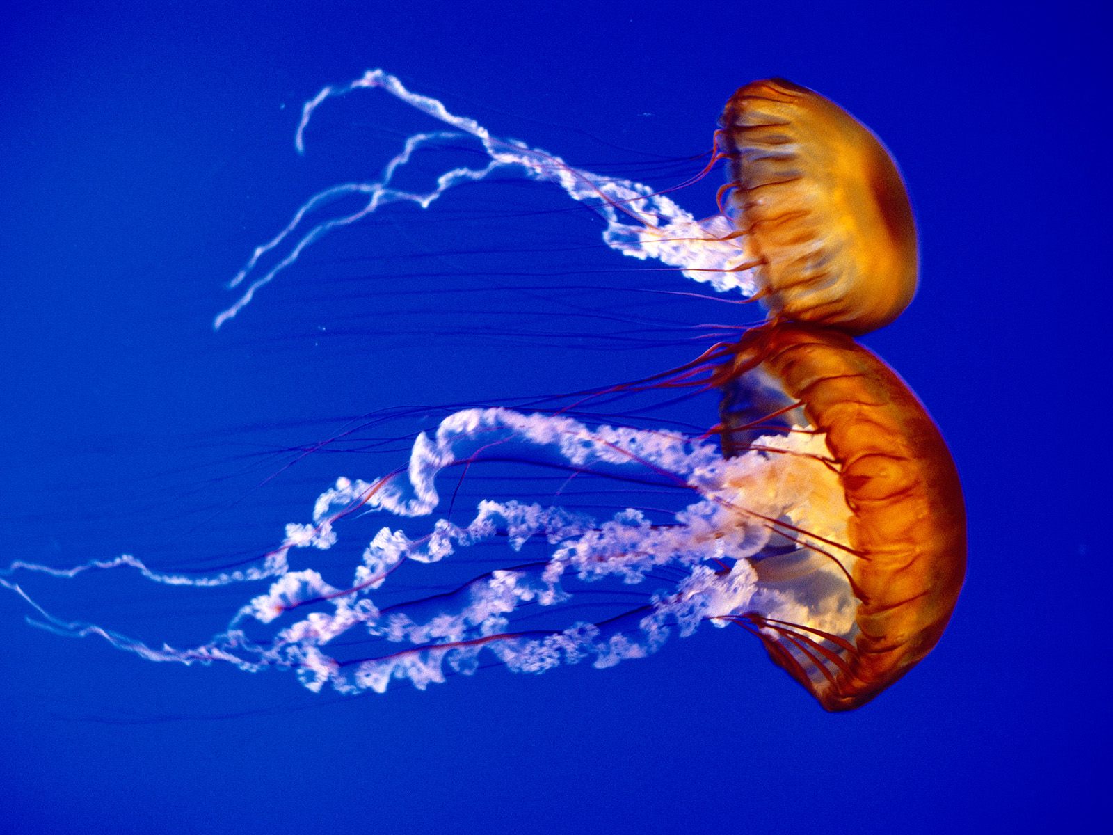 Sea Nettles - Sea Animals Jelly Fish , HD Wallpaper & Backgrounds