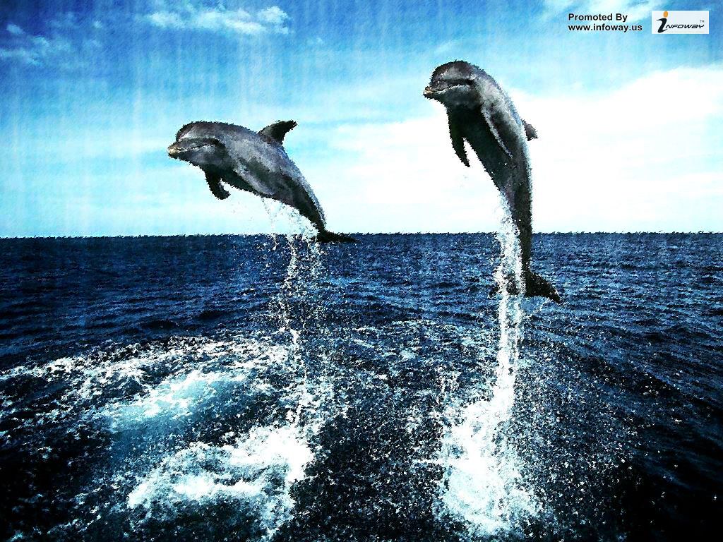 Hd Wallpapers Beautiful Fish Desktop Ocean Life Dolphin - Картинки На Рабочий Стол Дельфины , HD Wallpaper & Backgrounds