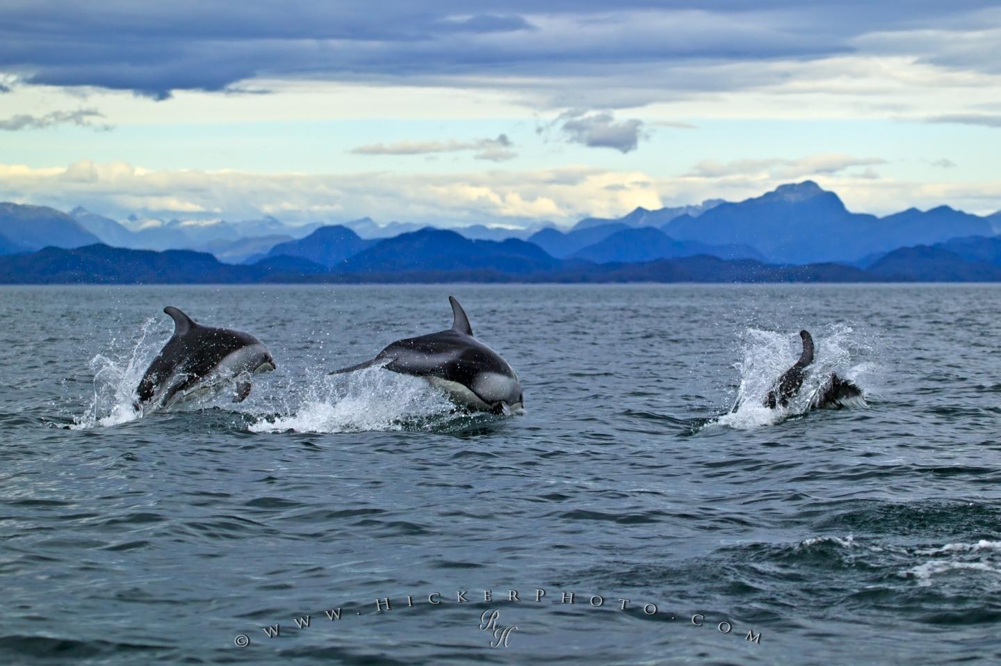 Free Wallpaper Size 1440px - Dolphins In Ocean , HD Wallpaper & Backgrounds