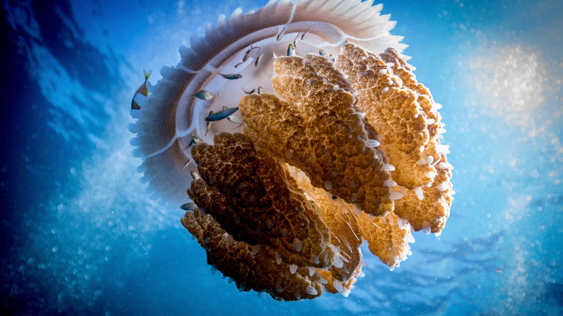 Ocean Life - Jellyfish , HD Wallpaper & Backgrounds