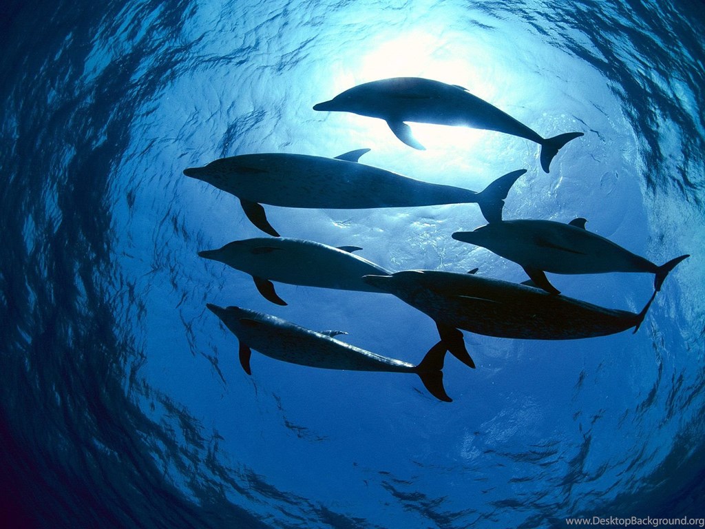 Dolphins Swimming In Pods , HD Wallpaper & Backgrounds