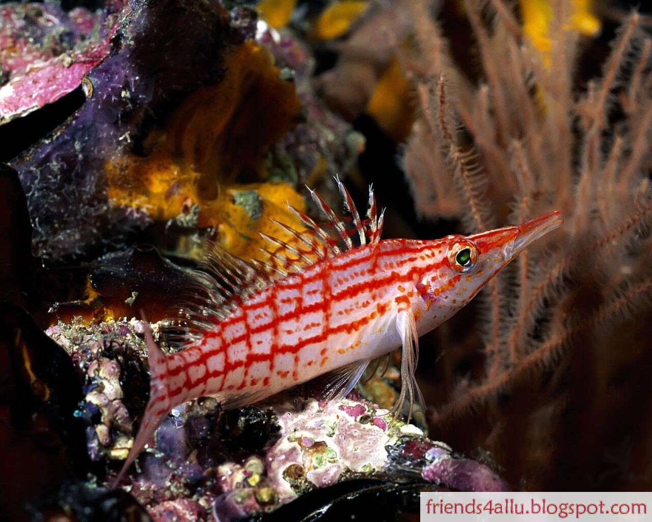 Ocean Life Wallpapers - Gar Fish , HD Wallpaper & Backgrounds