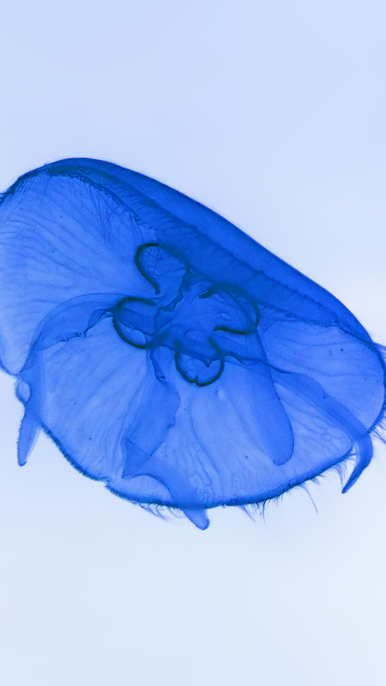 An05 Deep Ocean Life Jellyfish Blue White Nature - Wallpaper , HD Wallpaper & Backgrounds