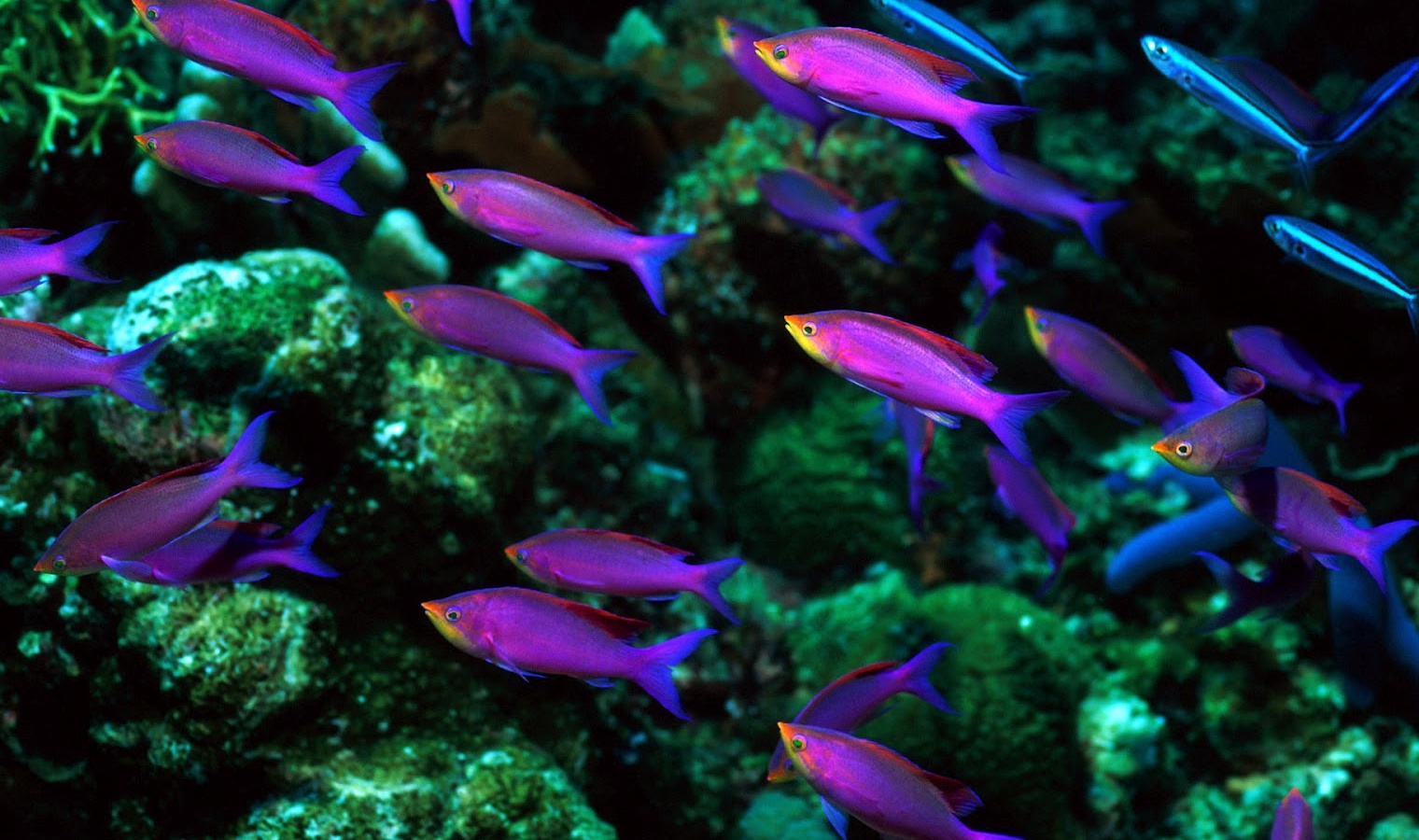 Group Of Colorful Fish , HD Wallpaper & Backgrounds
