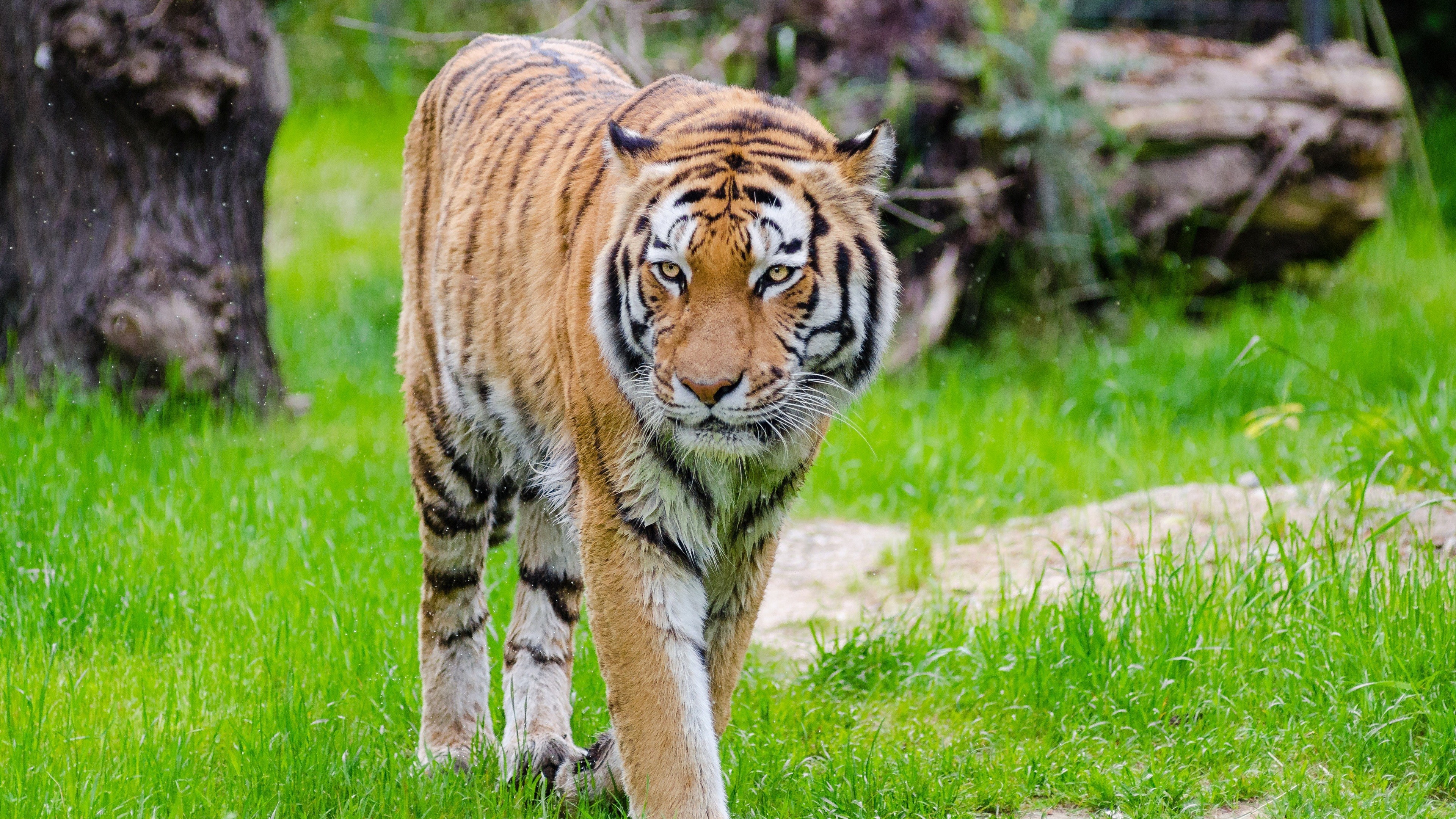 Tiger Walking , HD Wallpaper & Backgrounds