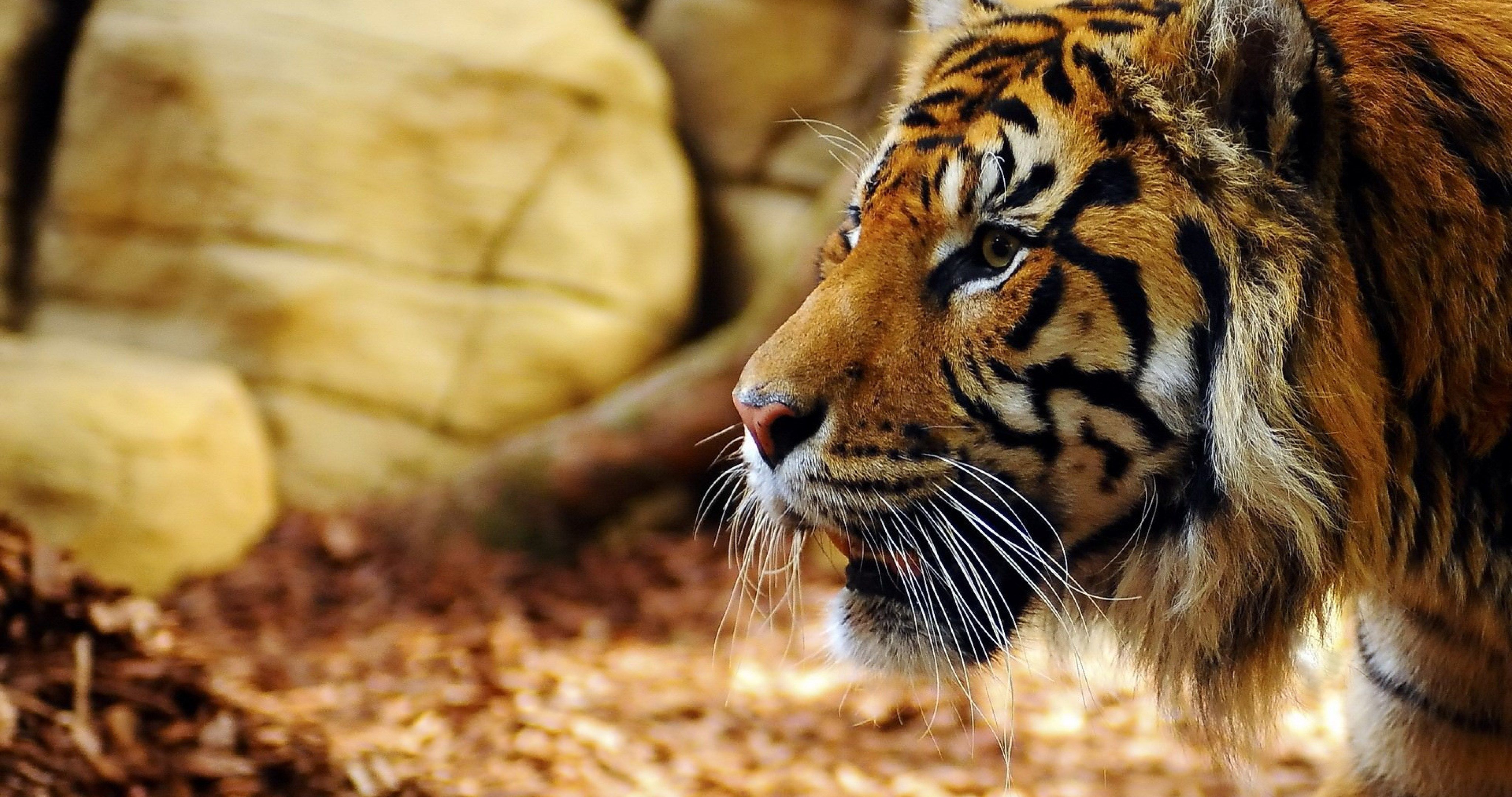 Ultra Hd Bengal Tiger , HD Wallpaper & Backgrounds