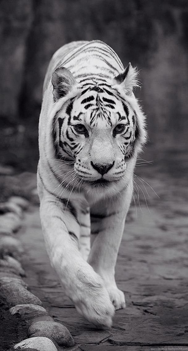 White Source - Tiger , HD Wallpaper & Backgrounds