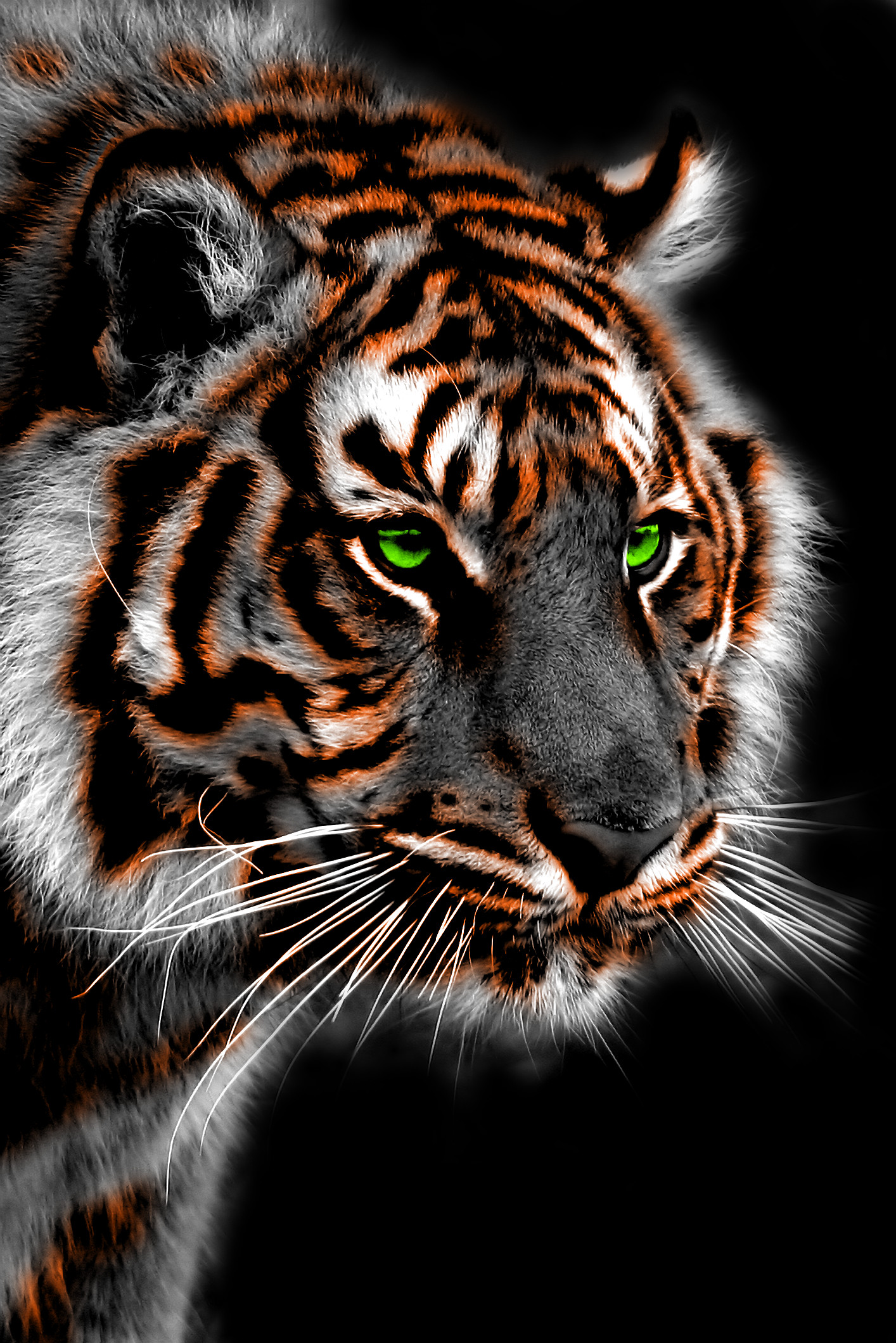 Royal Bengal Tiger , HD Wallpaper & Backgrounds