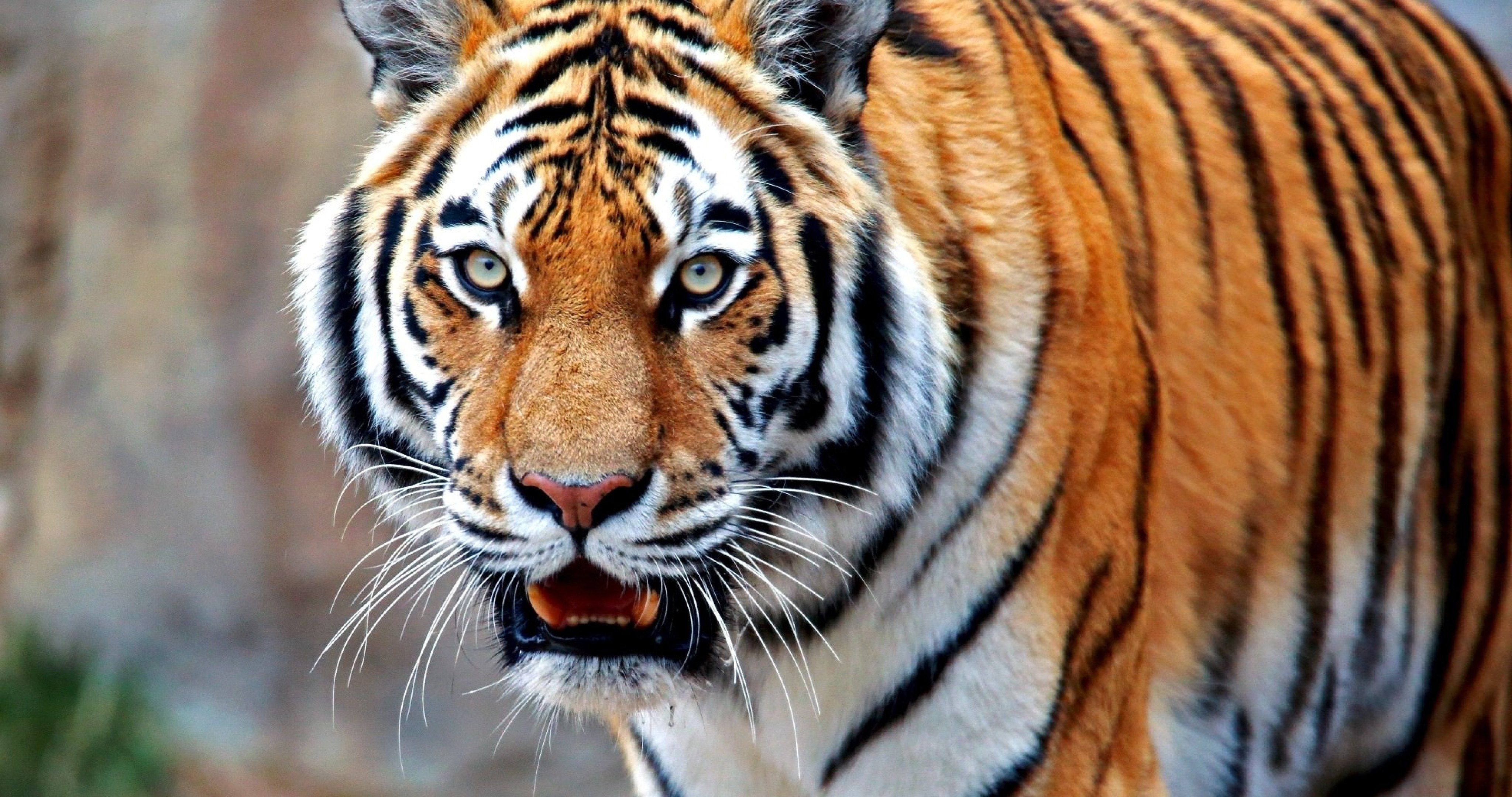 Colorful Tiger 4k Ultra Hd Wallpaper - Philadelphia Zoo , HD Wallpaper & Backgrounds