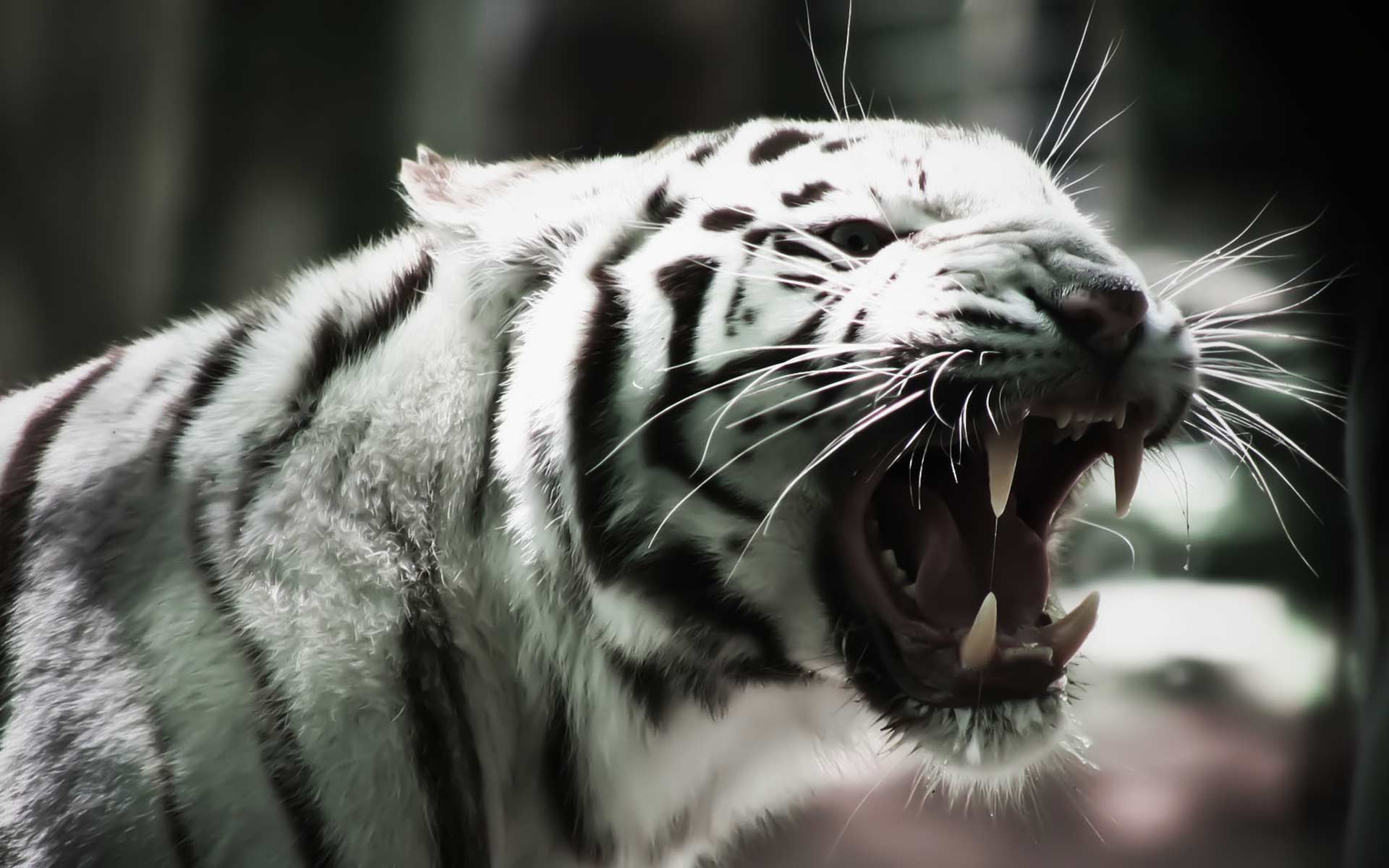 White Tiger Wallpapers - Angry White Tiger Hd , HD Wallpaper & Backgrounds