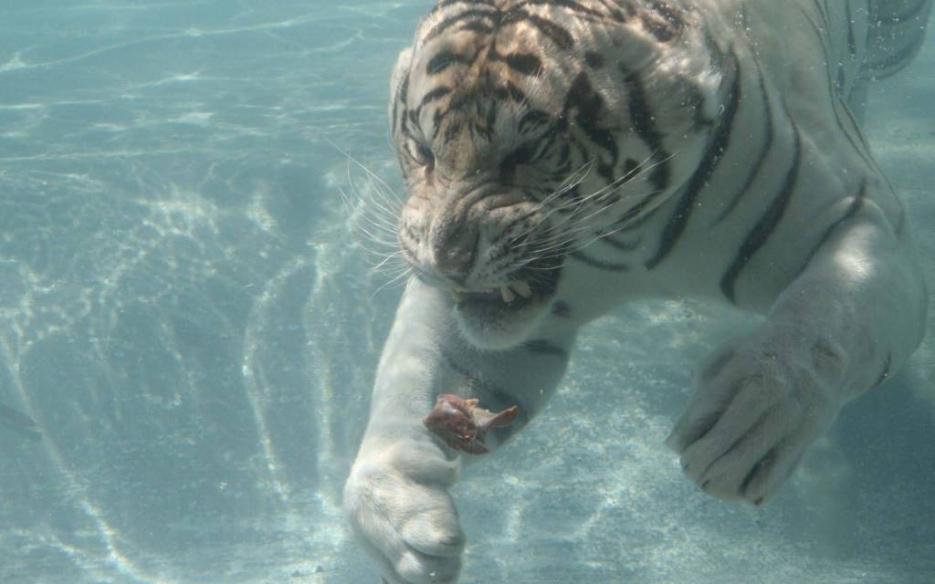 Wonderful White Tiger Underwater Close In 4k Wallpaper - 4k Snow Wallpaper Lion , HD Wallpaper & Backgrounds