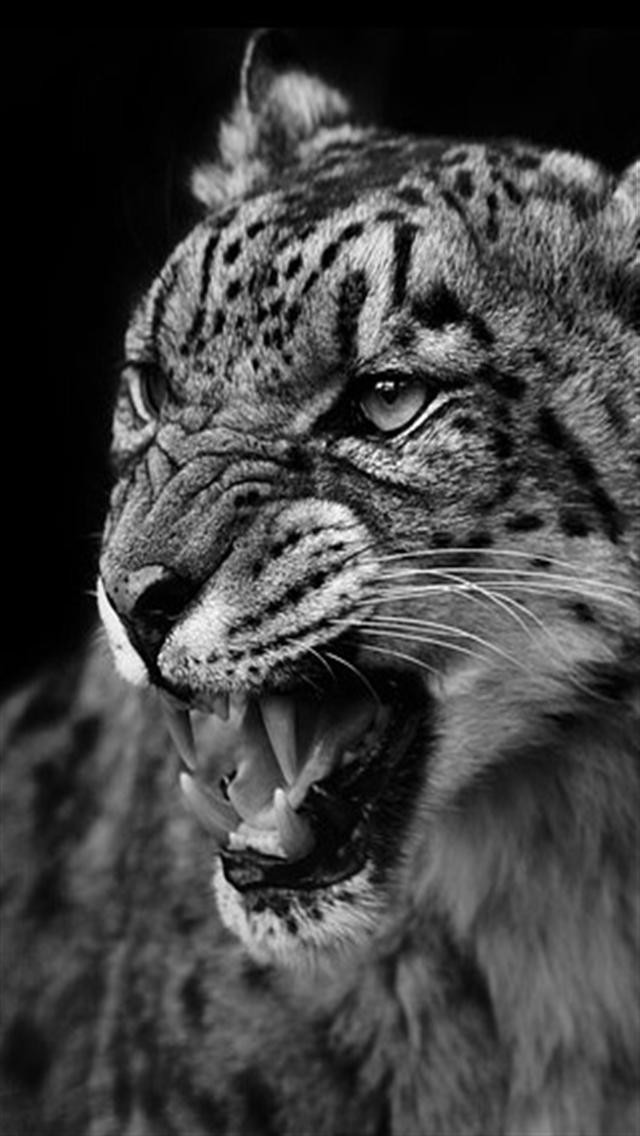 Tiger Hd Wallpaper Iphone 48 Images - Angry Leopard , HD Wallpaper & Backgrounds