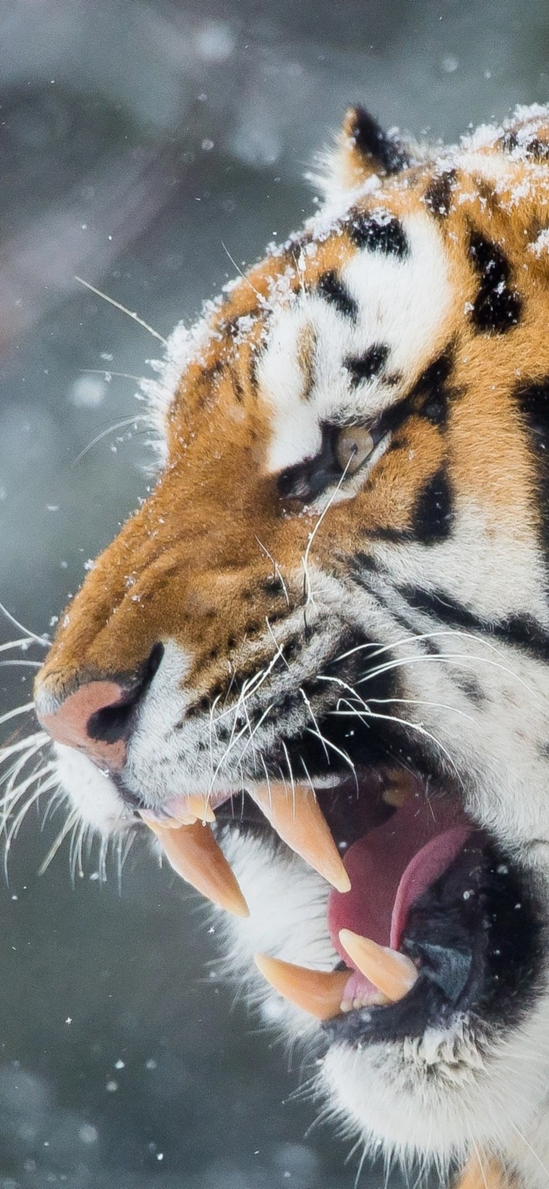 Tiger Roar Teeth - Tiger Wallpaper Iphone Xs , HD Wallpaper & Backgrounds