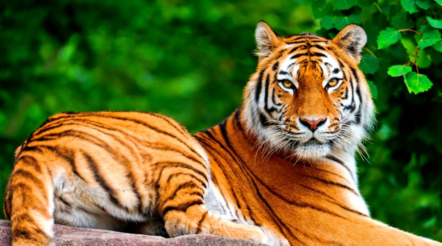 Most Beautiful 4k Tiger Print Wallpapers For Desktop, - Tiger Wallpaper Hd 1080p , HD Wallpaper & Backgrounds
