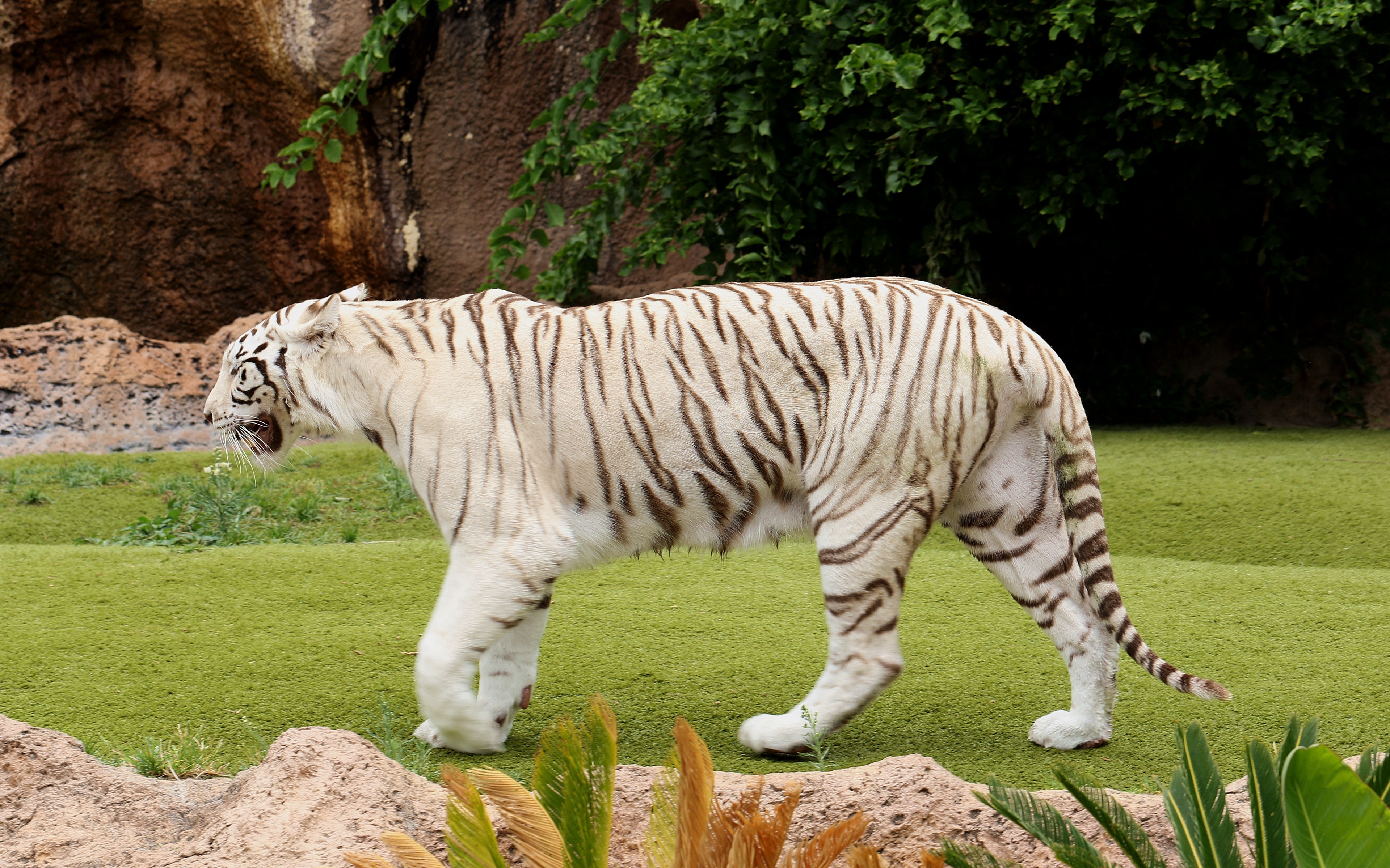 Wallpaper Tiger, Carnivore, Walking, Grass - Farlige Dyr På Tenerife , HD Wallpaper & Backgrounds