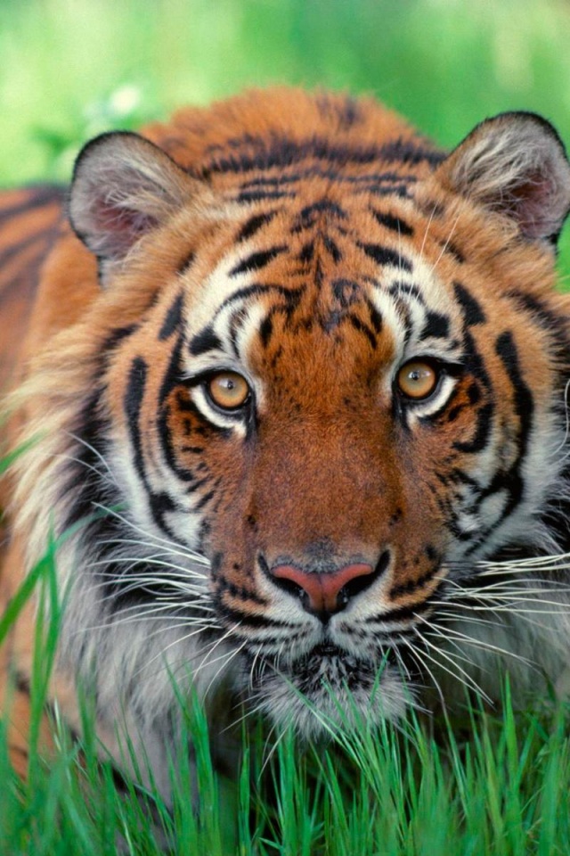 Sumatran Tiger Iphone 4s Wallpaper - Tiger Wallpaper Iphone 7 , HD Wallpaper & Backgrounds