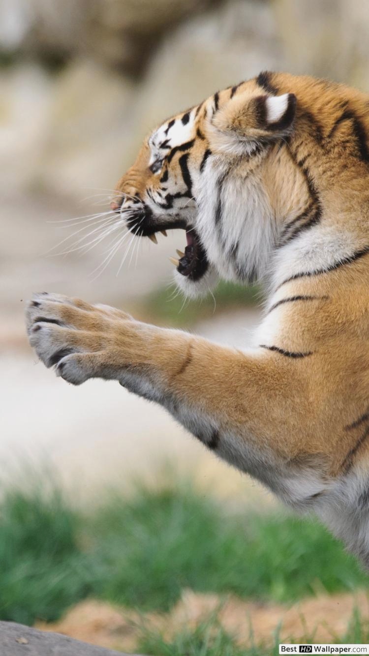 Fighting Wild Tigers Hd Wallpaper Download - Bengal Fighting Tigers , HD Wallpaper & Backgrounds