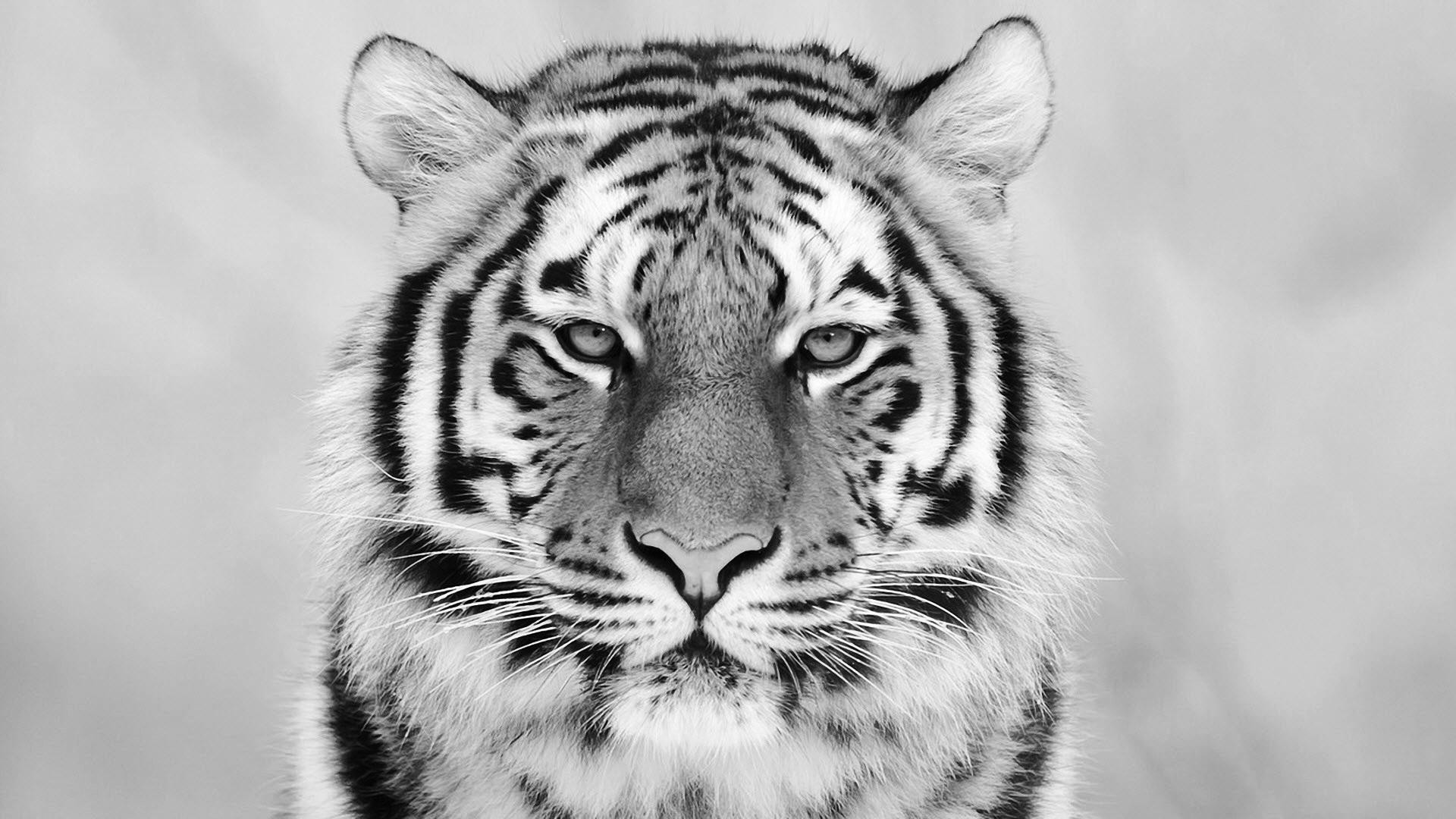 White Tiger Wallpaper Free - Beautiful Tiger Hd , HD Wallpaper & Backgrounds