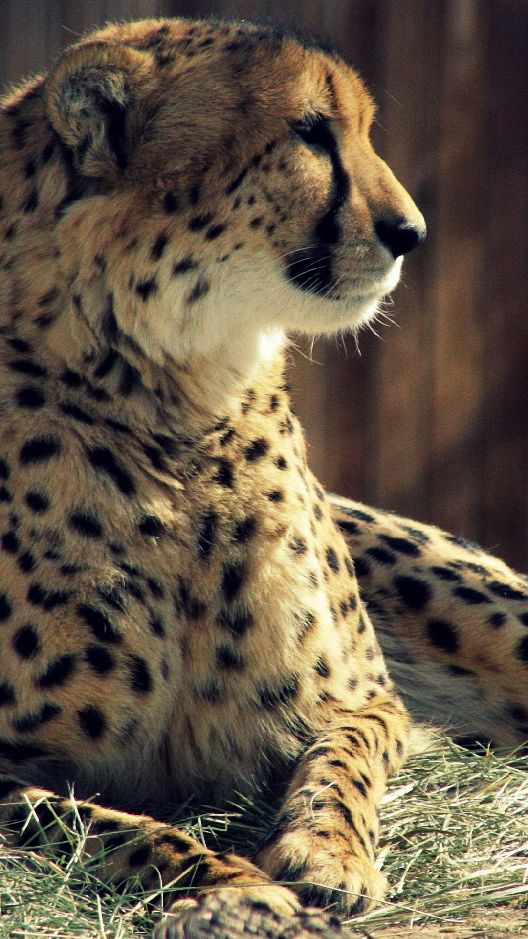Cheetah Tiger Iphone 6 Wallpapers Hd - Cheetah Wallpaper Hd 1080p , HD Wallpaper & Backgrounds