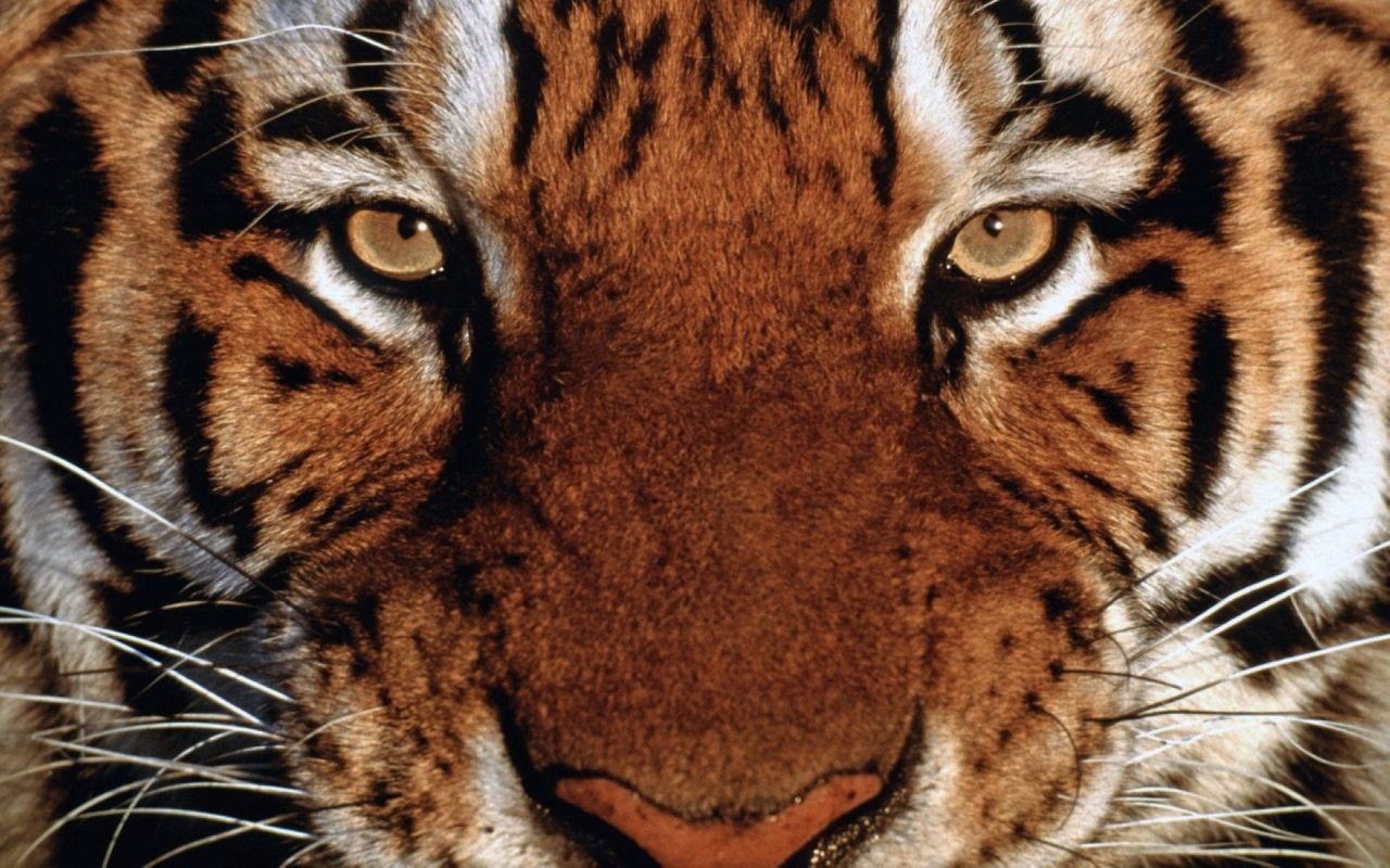 Tiger Hd Desktop Widescreen Wallpapers - Tiger Wallpaper Full Screen , HD Wallpaper & Backgrounds