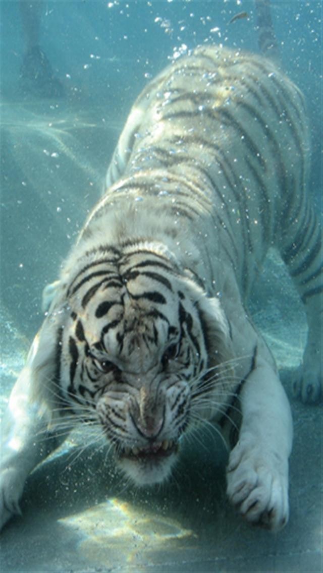 Black Source - White Tiger Underwater , HD Wallpaper & Backgrounds