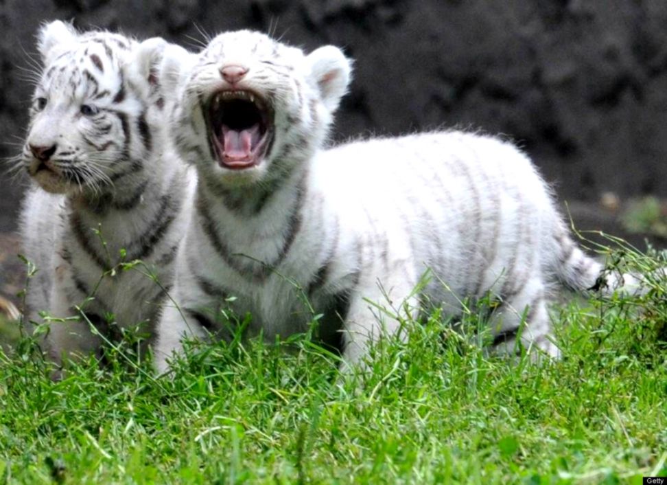 Baby White Tiger Hd Wallpaper Baby White Tiger Wallpapers - Baby White Tigers Hd , HD Wallpaper & Backgrounds