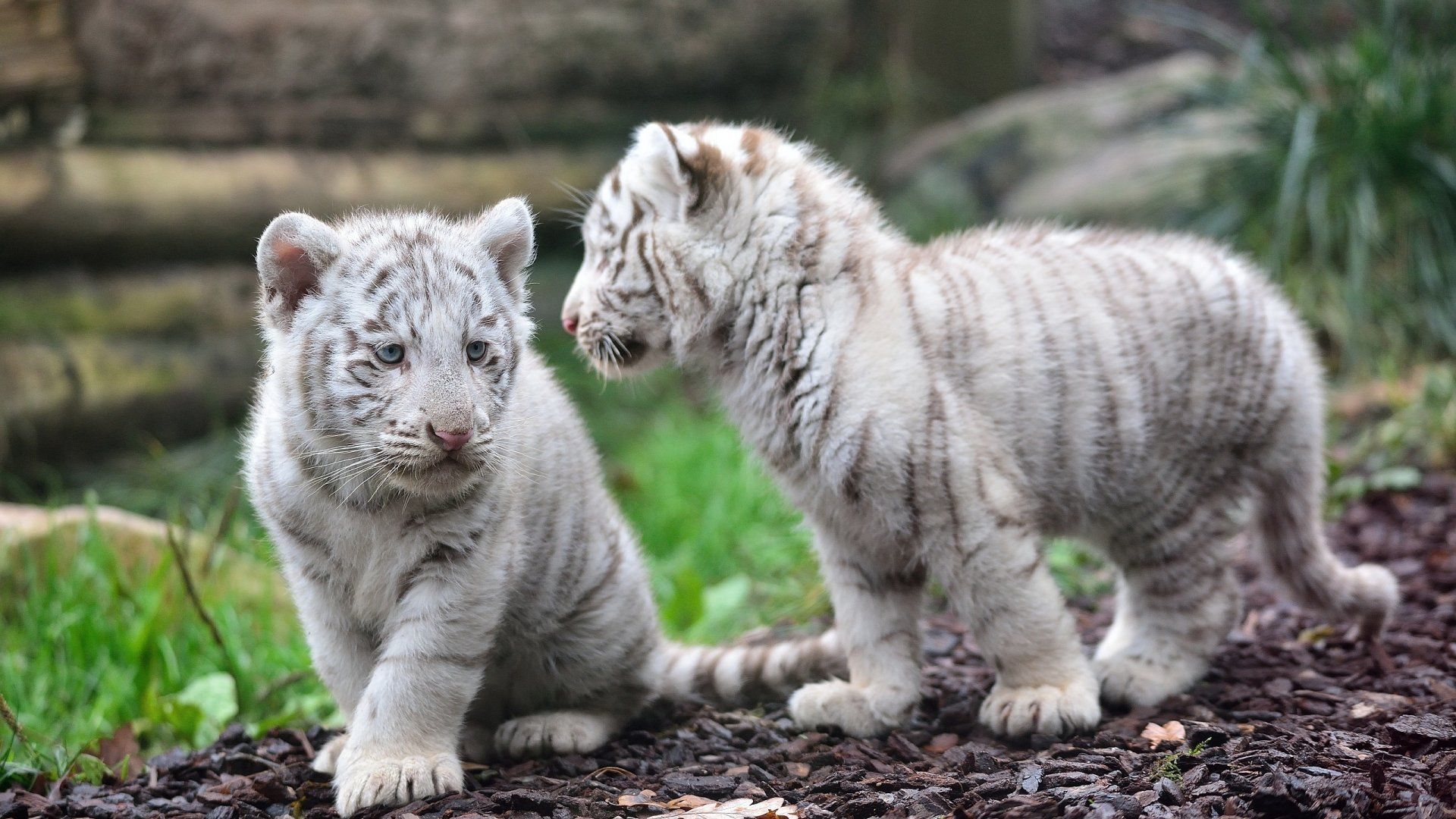 White Tiger Hd Wallpapers 1080p - Tiger Pic Baby White , HD Wallpaper & Backgrounds