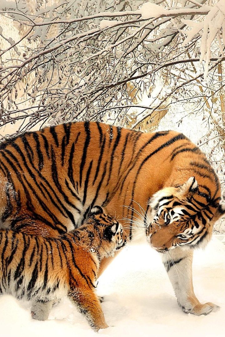 Siberian Tiger Snow Wallpaper Iphone Resolution - Siberian Tiger In The Snow , HD Wallpaper & Backgrounds