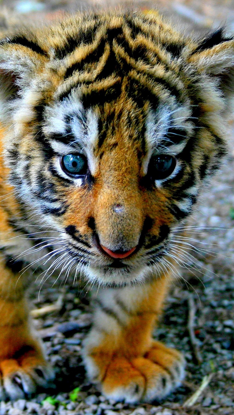 Wallpaper Tiger, Cub, Look, Kid - Cute Zoo Animals Baby Tiger , HD Wallpaper & Backgrounds