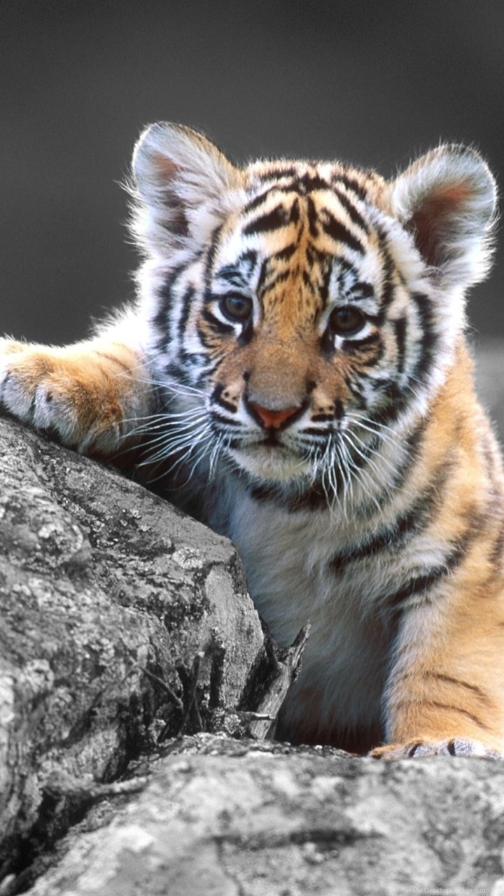 Fullscreen - Baby Cute Tiger Cubs , HD Wallpaper & Backgrounds