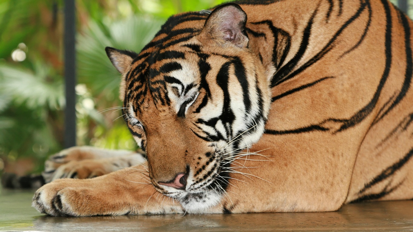 Tiger - Circus Las Vegass Animals , HD Wallpaper & Backgrounds