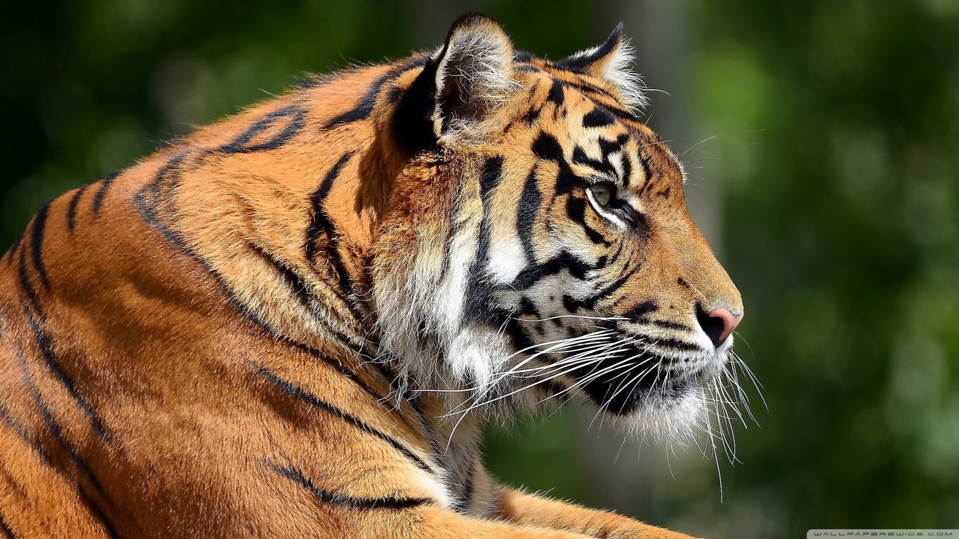 Tiger Wallpaper And Background Image - Bengal Tiger Profile , HD Wallpaper & Backgrounds