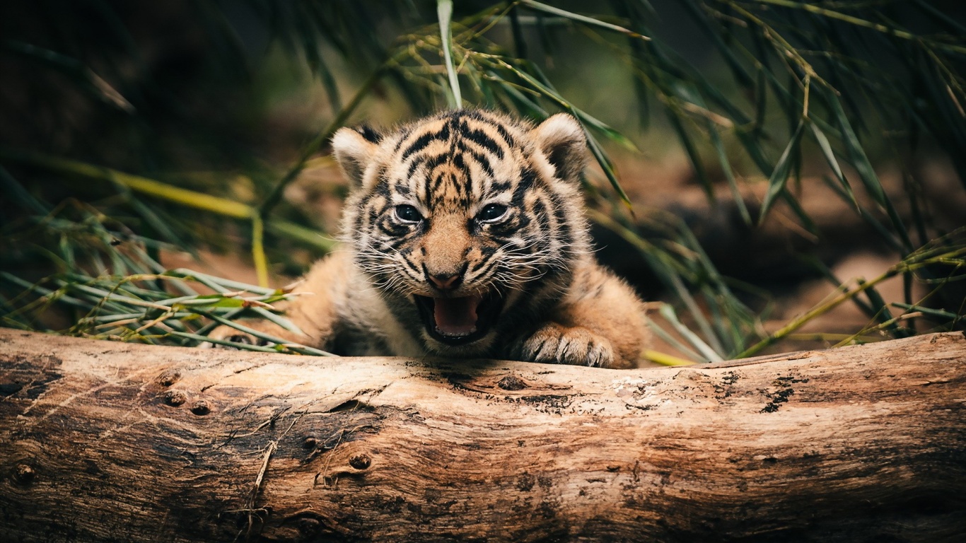 Tiger Cub Wallpaper Hd , HD Wallpaper & Backgrounds