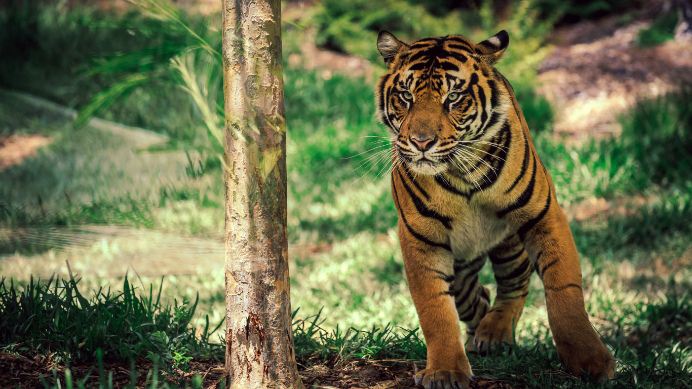 Jungle, Big Cats, Grasses, Cat, Siberian Tiger Wallpaper - Phone Hd Wallpapers Tiger , HD Wallpaper & Backgrounds