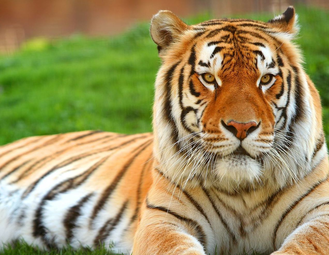 Tiger Hd Wallpaper Widescreen 54 Wallpapers - Tiger Lion Photo Download , HD Wallpaper & Backgrounds