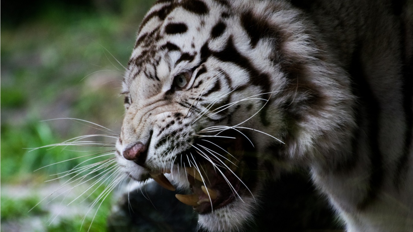 Muzzle White Tiger - Facebook Cover Photo Tiger , HD Wallpaper & Backgrounds