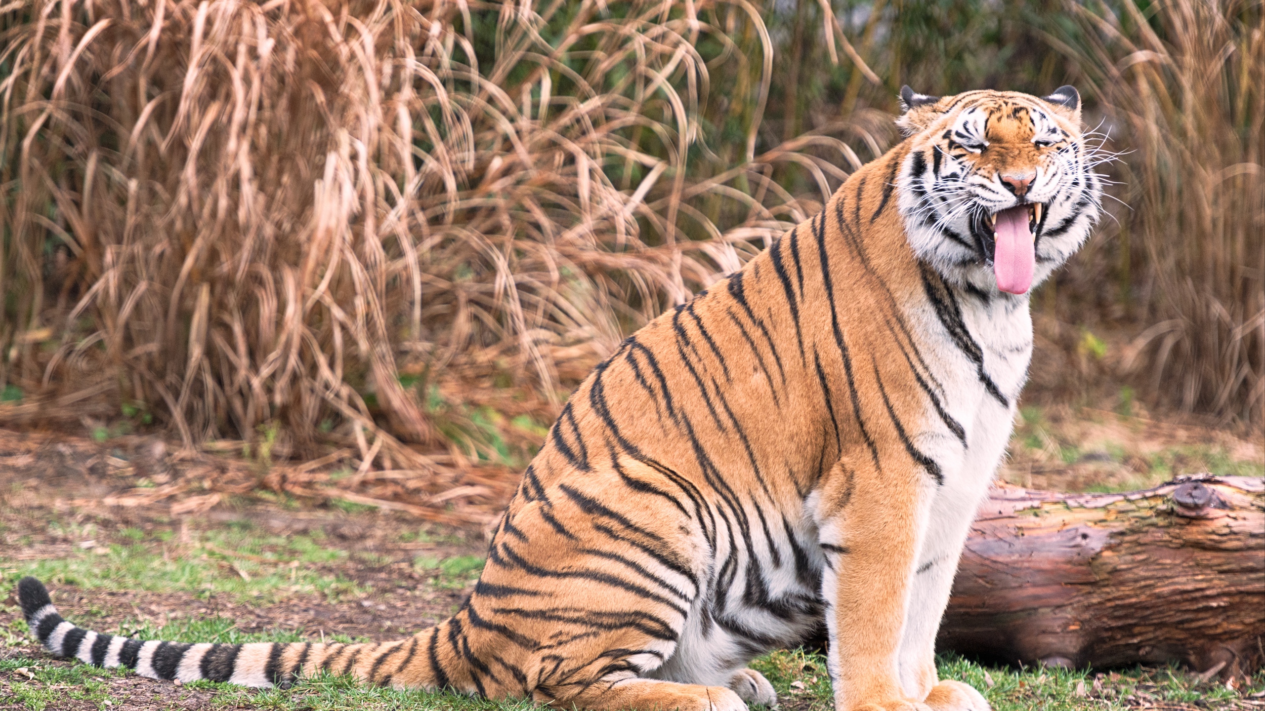 Wallpaper Tiger, Grin, Predator, Big Cat - Seated Tiger , HD Wallpaper & Backgrounds