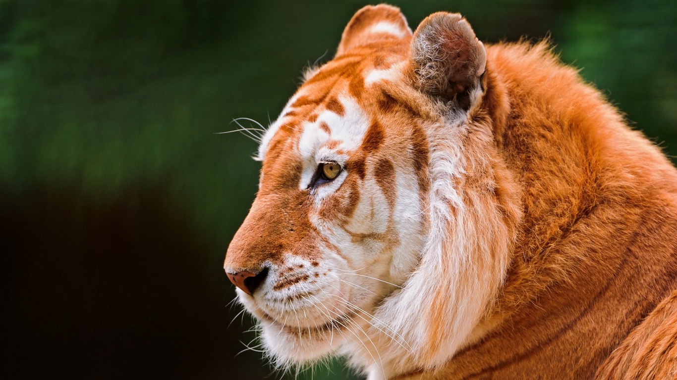 Wallpaper Animal, Predator, Nose, Ears, Tiger - Golden Tiger , HD Wallpaper & Backgrounds