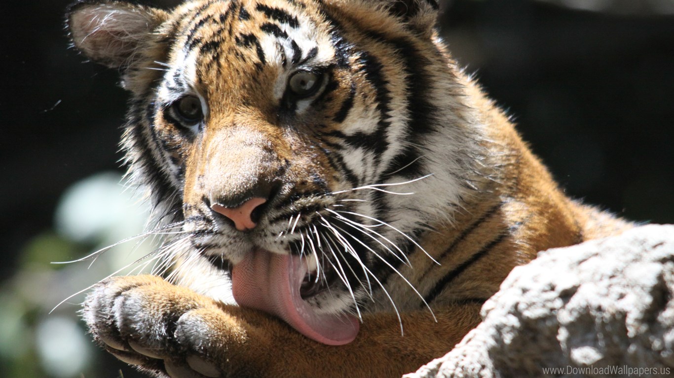 Siberian Tiger , HD Wallpaper & Backgrounds