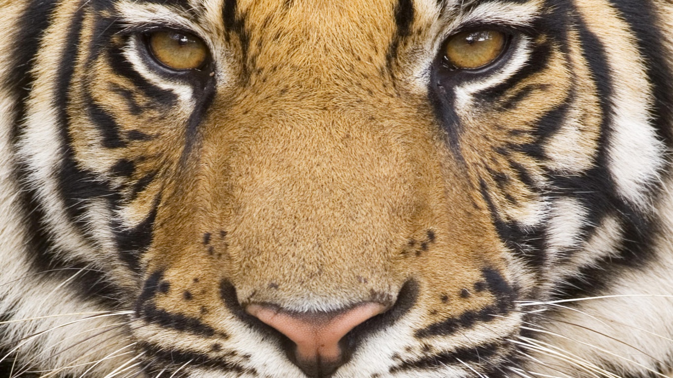 Bengal Tiger Eye Close Up , HD Wallpaper & Backgrounds