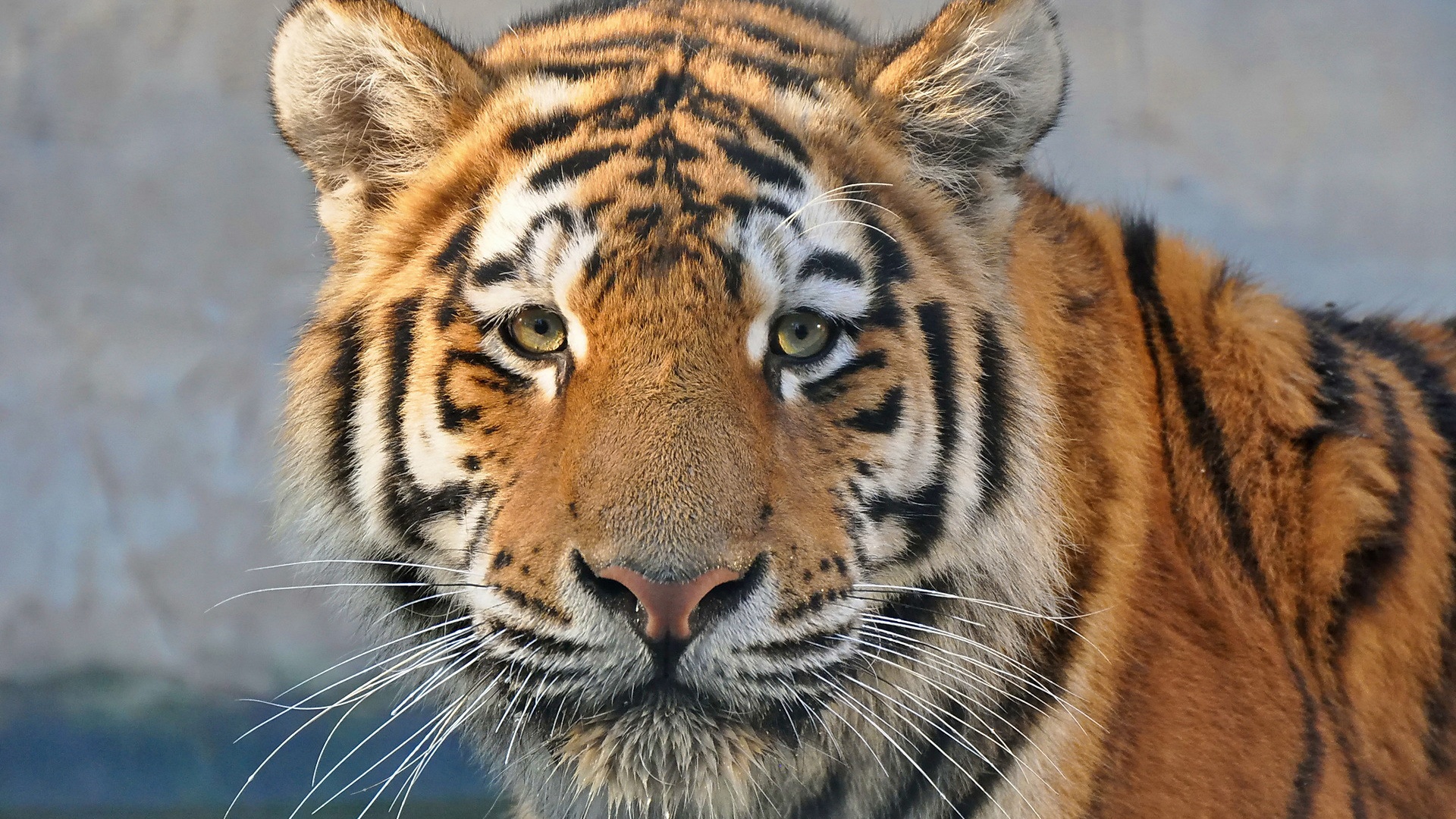 Widescreen - Tiger Full Face Hd , HD Wallpaper & Backgrounds