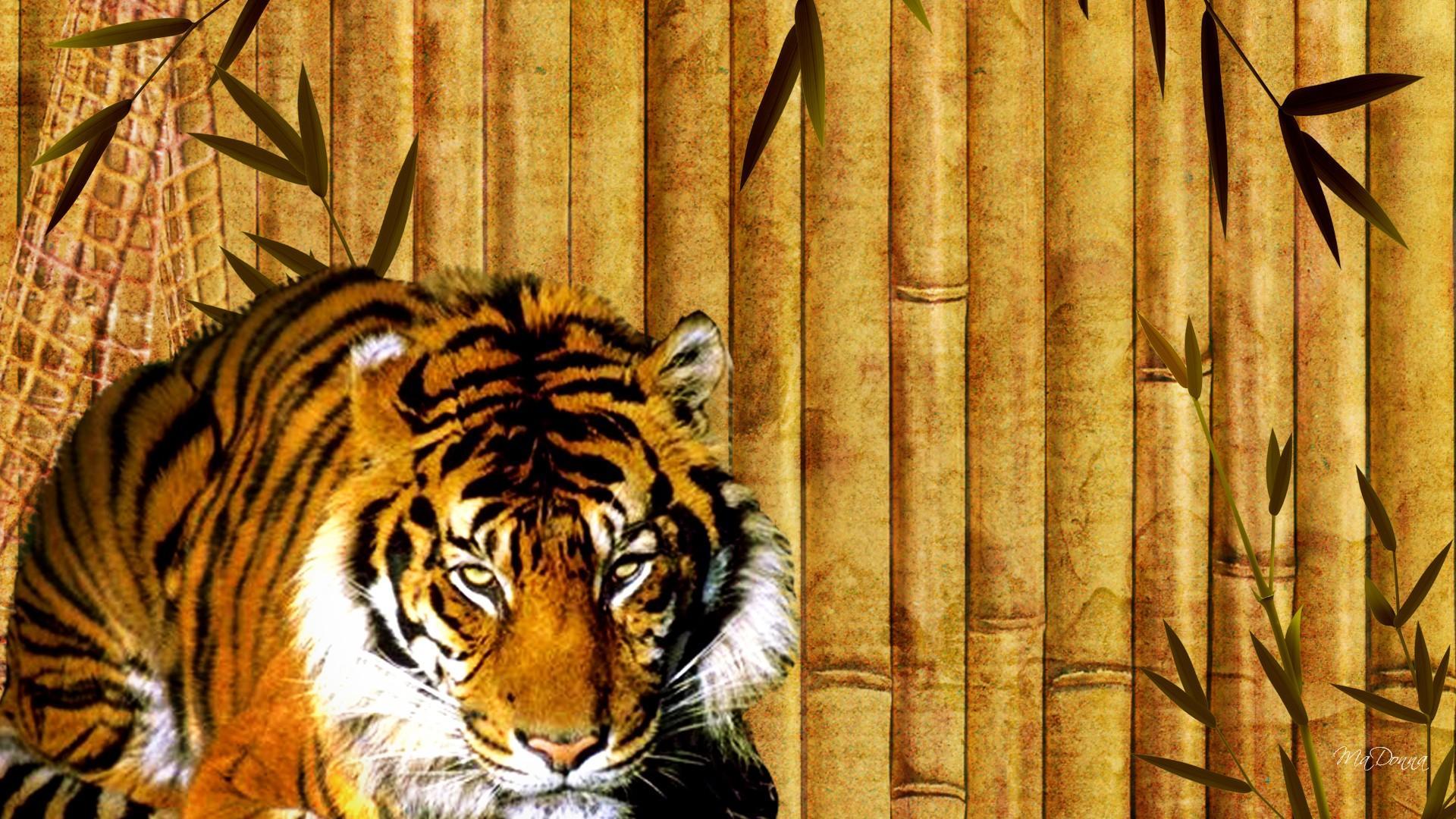 Bamboo Tiger - Tigre No Bambu , HD Wallpaper & Backgrounds
