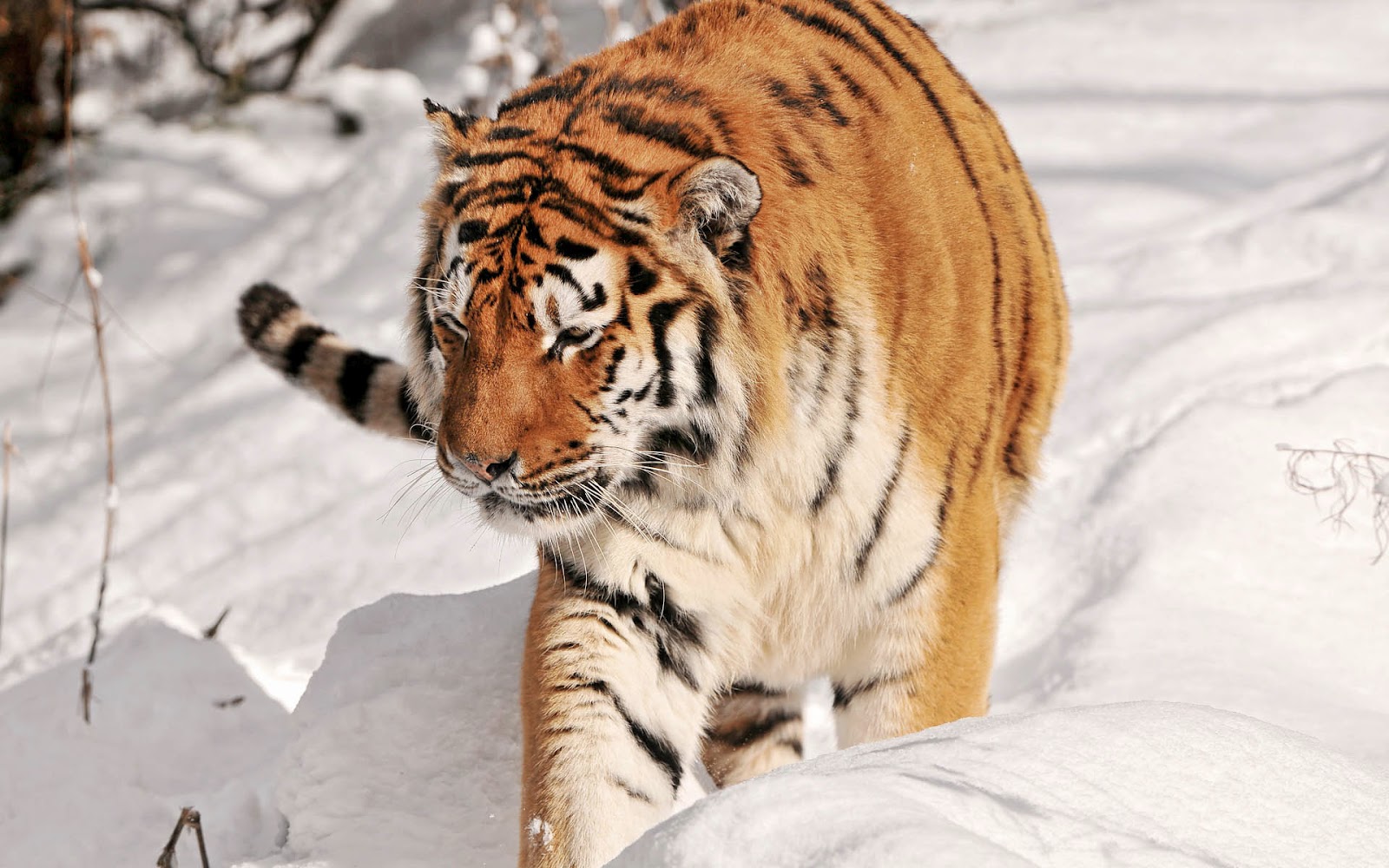 Tigers Px , HD Wallpaper & Backgrounds
