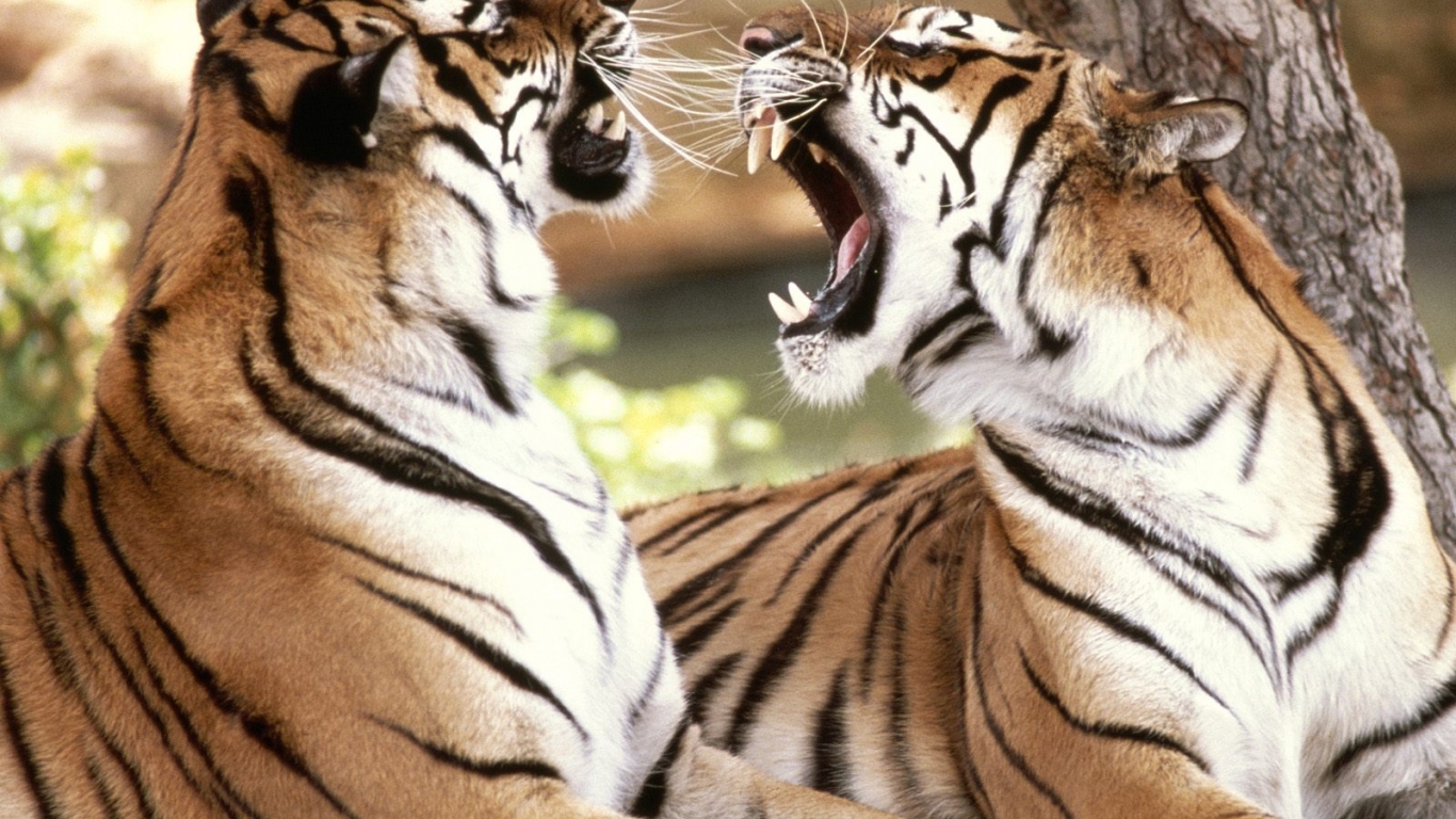 Bengal Tigers Wallpaper - Animals With Sharp Teeth And Claws , HD Wallpaper & Backgrounds
