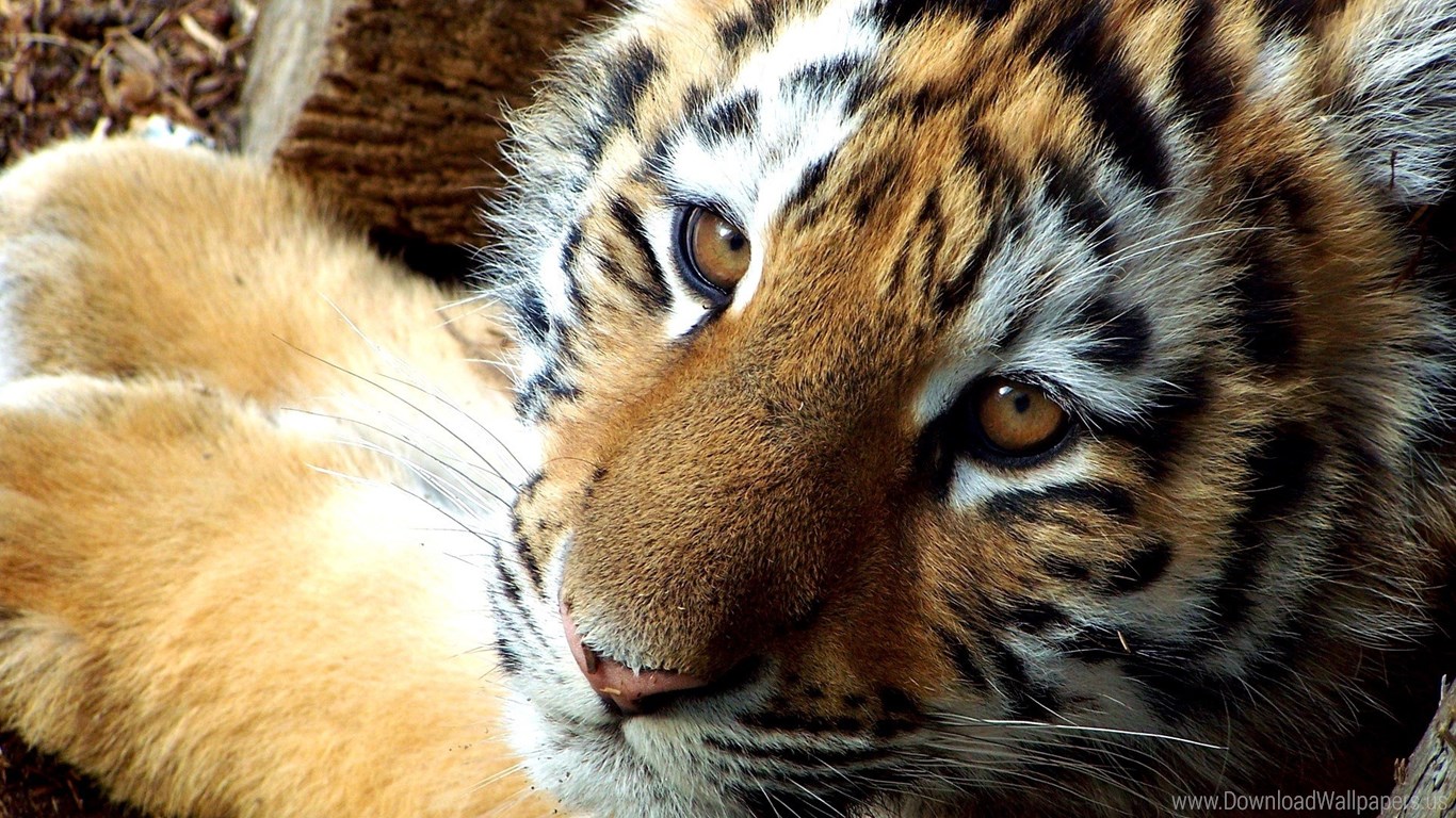 Tiger , HD Wallpaper & Backgrounds