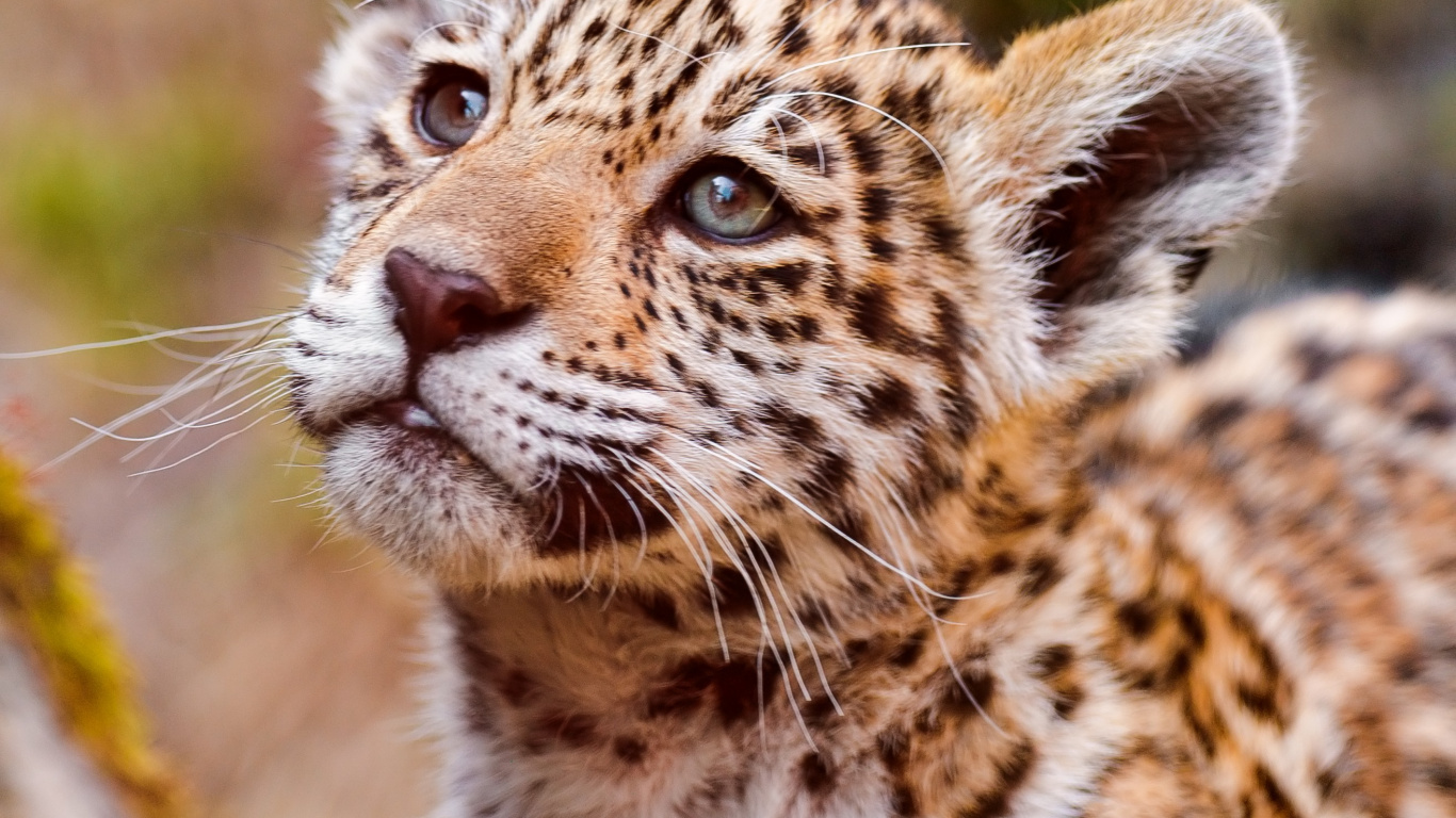 Wallpaper Small Cub Of Leopard - Jaguar , HD Wallpaper & Backgrounds