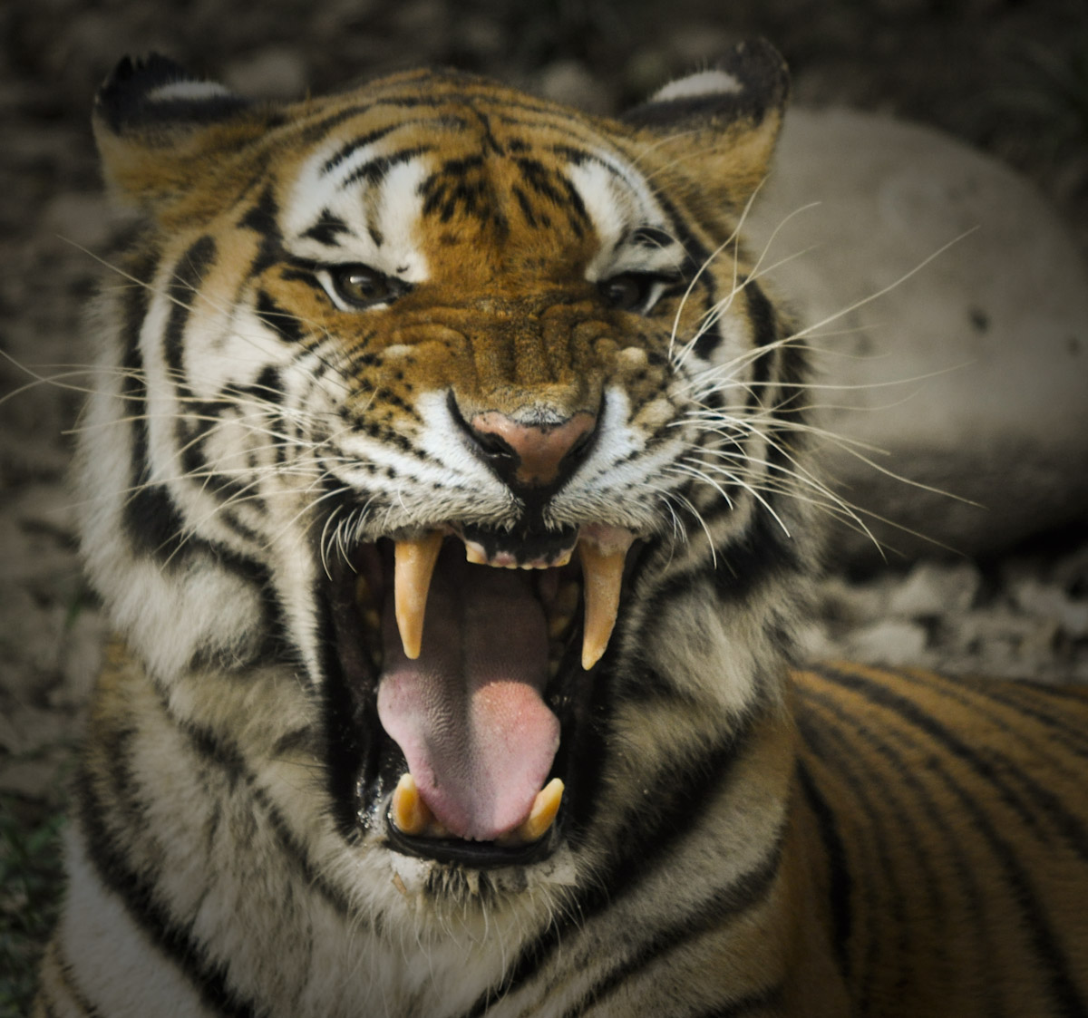 Tiger Roaring Wallpaper - Siberian Tiger Roar , HD Wallpaper & Backgrounds