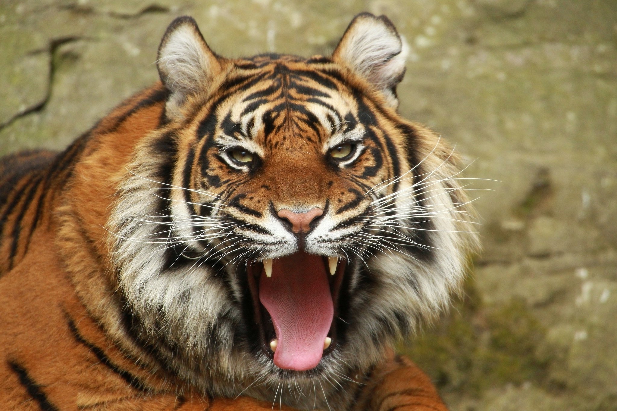 Amazing Roar Wide High Definition Wallpaper - Siberian Tiger , HD Wallpaper & Backgrounds