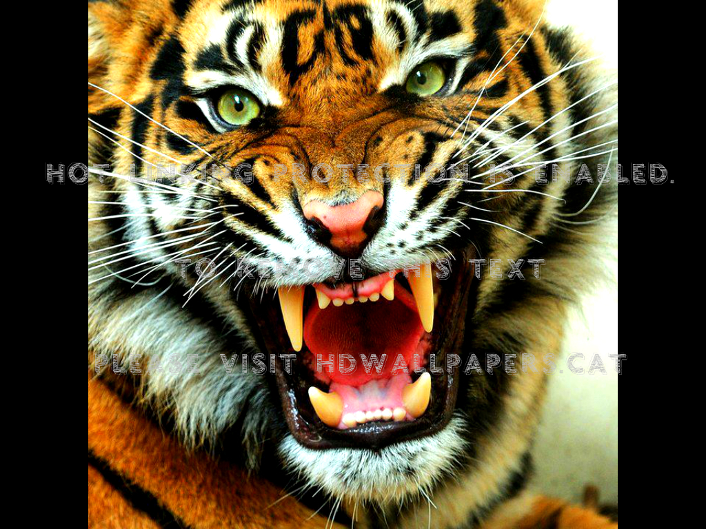 Tiger Roar Wild Life Zoo Cat Animals - Angry Tiger , HD Wallpaper & Backgrounds